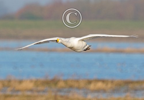 Whooper Swan in Flight DM1733